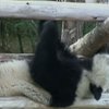 Таиланд напряженно следит за ходом переговоров с Китаем о судьбе панды