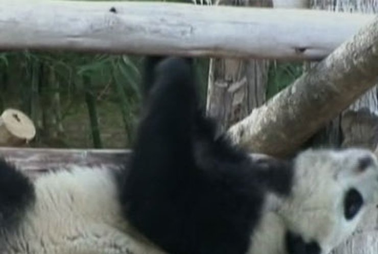 Таиланд напряженно следит за ходом переговоров с Китаем о судьбе панды