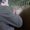 Во Франции научились делать массаж лошадям