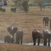В Кении провели перепись слонов