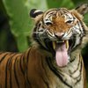 Малайзийка, спасая мужа, избила тигра половником