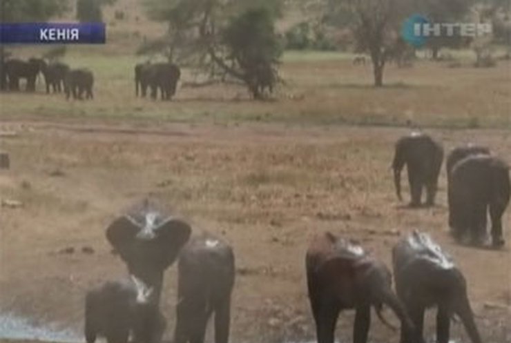 В Кении провели перепись слонов
