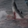 Японские китобои временно приостановили свой промысел