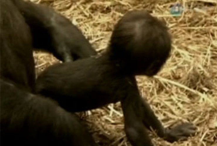 В Лондонском зоопарке детеныш гориллы делает первые шаги