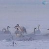 В Китае птицы "забыли" улететь в теплые края