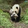В Китае отпустят панд, родившихся в неволе