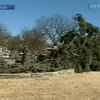 Порыв ветра повалил национальную рождественскую елку в Вашингтоне