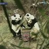 В Китае отпускают панд, рожденных в неволе