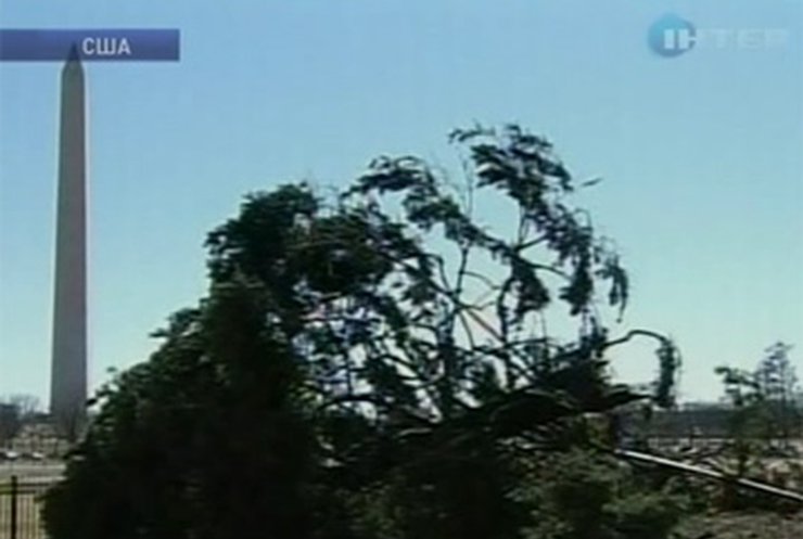 Порыв ветра с корнем вырвал елку, символизирующую США
