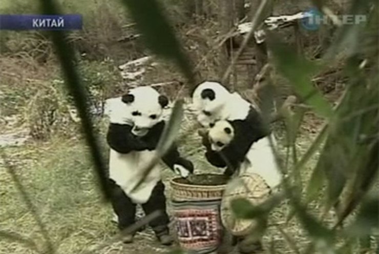 В Китае отпускают панд, рожденных в неволе
