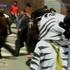 В Боливии дорожное движение вышли регулировать зебры