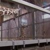 В зоопарке Кельна появился жираф