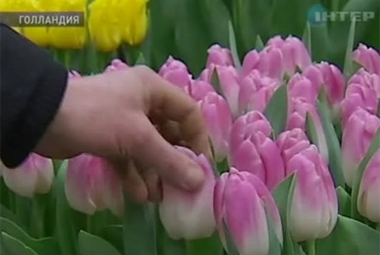 В Нидерландах открылся фестиваль тюльпанов