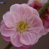 В Китае начался большой цветочный фестиваль