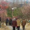 На востоке Китая зацвели сливовые деревья