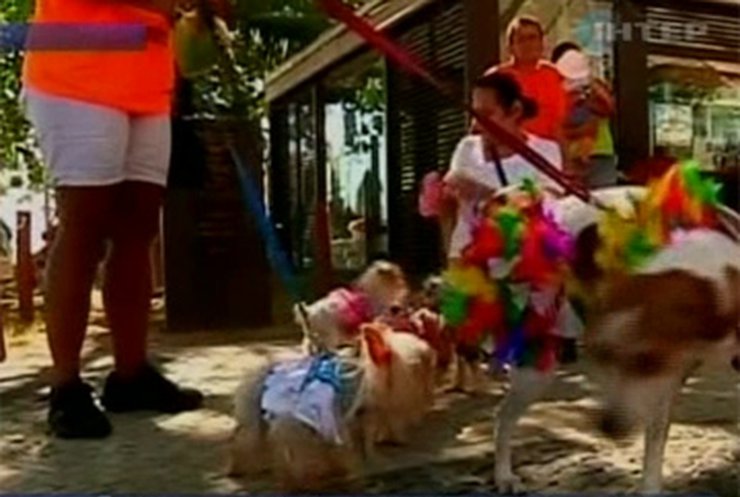 В Рио-де-Жанейро провели фестиваль для домашних животных