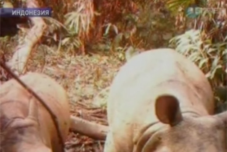 Редчайших яванских носорогов удалось заснять на видео