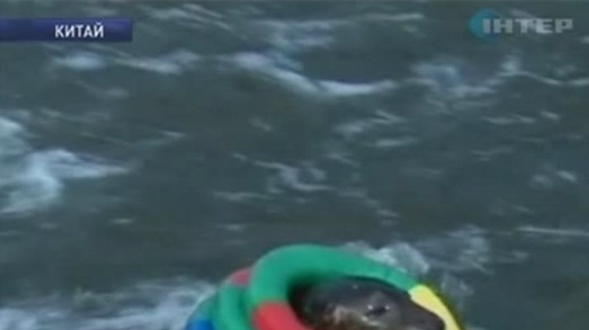 Китайский заповедник раздает тюленей опекунам
