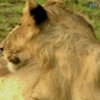 В США началась кампания в защиту львов
