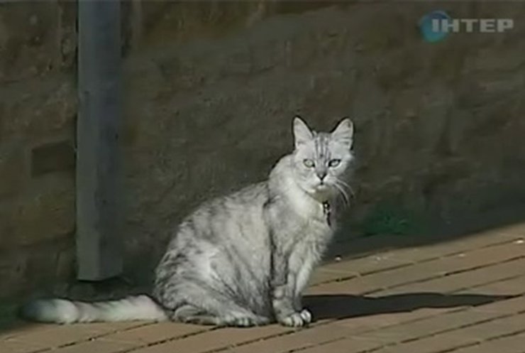 В Великобритании живёт самая громкая кошка на планете