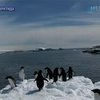 Ученые попытались увидеть мир глазами пингвинов