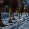 В шведской провинции стали выращивать верблюдов