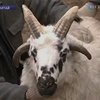 В Китае обнаружили барашка со второй парой рогов