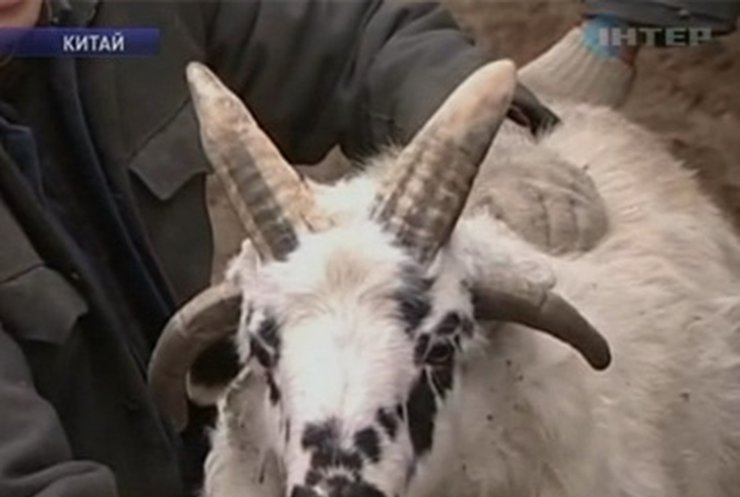 В Китае живет баран с четырьмя рогами