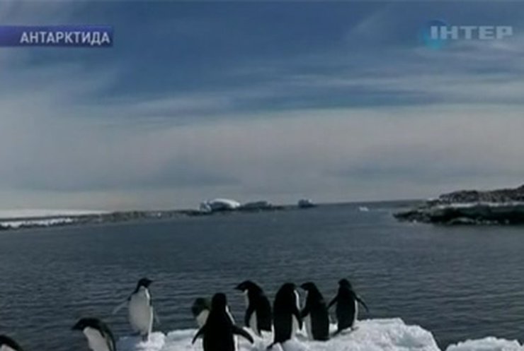Ученые попытались увидеть мир глазами пингвинов