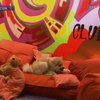 В Нью-Йорке появилась дискотека для собак