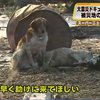 Во время трагедии в Японии собаки демонстрируют свою верность