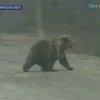 На Волыни поймали "утерянного" бурого медведя