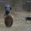 На Волыни словили медведя, разгуливавшего вдоль международной трассы