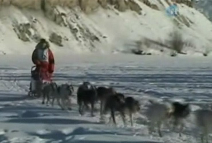 На Аляске установлен новый рекорд в гонках на собачьих упряжках