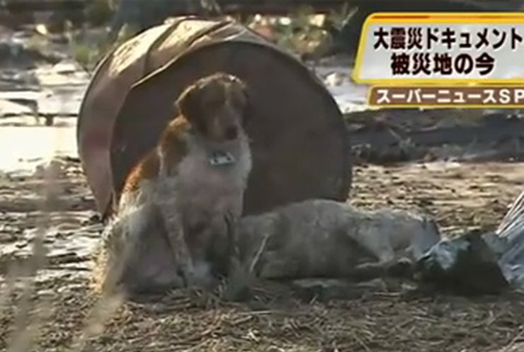 Во время трагедии в Японии собаки демонстрируют свою верность