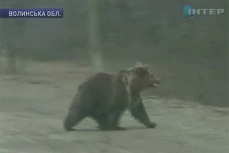 На Волыни поймали "утерянного" бурого медведя