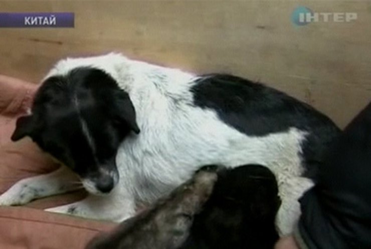 В китайском зоопарке собака вскармливает детенышей волчицы и пантеры