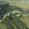 В Алуштинском аквариуме вылупилось сразу 77 крокодилов