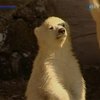 В зоопарке Нюнберга родились полярные медведи
