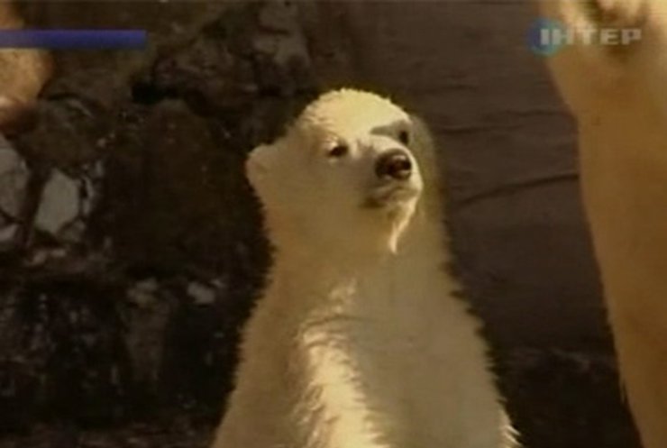 В зоопарке Нюнберга родились полярные медведи