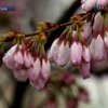 Американцы отправили в Японию ветку сакуры