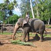 Киевскому зоопарку возможно подарят 2 слонов из Шри-Ланки