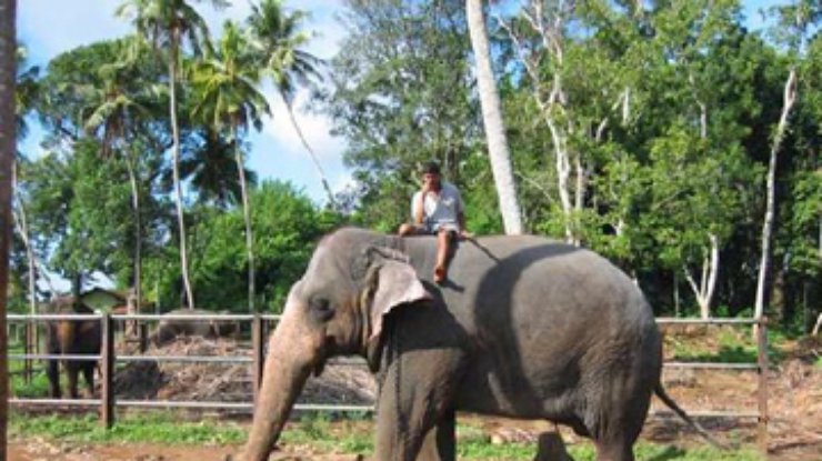 Киевскому зоопарку возможно подарят 2 слонов из Шри-Ланки