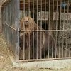 Медведи и волки развлекают туристов в Карпатах