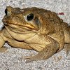 В Австралии прошел ежегодный "День без жаб"