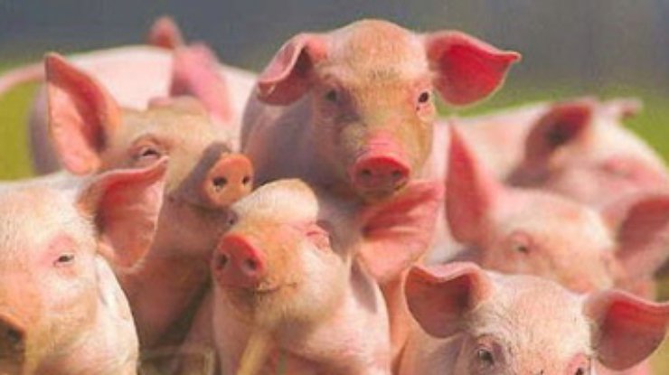 Китайцы предложили пересаживать людям органы клонированных свиней