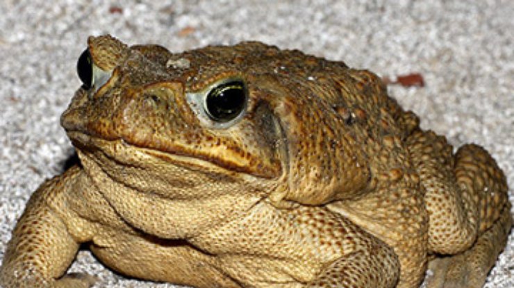 В Австралии прошел ежегодный "День без жаб"