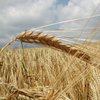 Украина с 1 апреля откажется от квот на экспорт зерна - Акимова