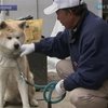 На улицах Японии оказалось огромное количество домашних животных