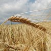 Украина продлила квотирование экспорта зерна до июля